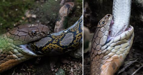 King Cobra At Sungei Buloh Devours Python Whole In Just 45 Minutes