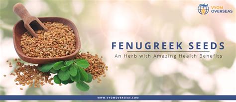 Fenugreek An Herb With Unbelievable Health Benefits