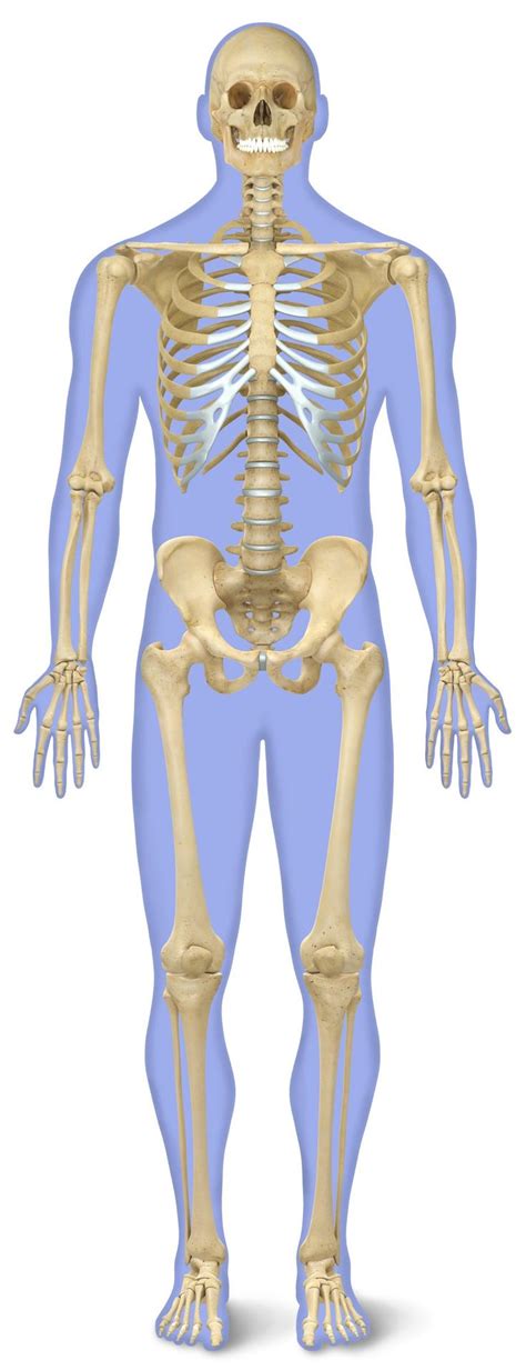 Osseous Stracture Human Body Overview Of Skeleton Learn Skeleton