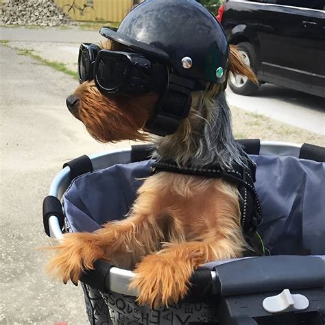 Dog Motorcycle Helmet And Goggles Vernier Store