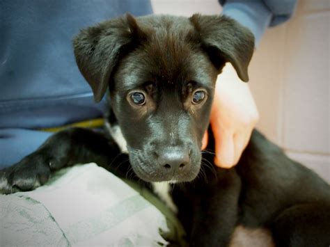 Black Lab Puppies P10 Black Lab Mix Puppies We Have 7 O Flickr