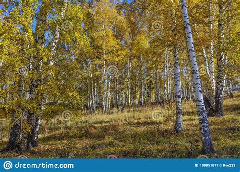 Picturesque Autumn Landscape In Golden Autumn Birch Grove Stock Image