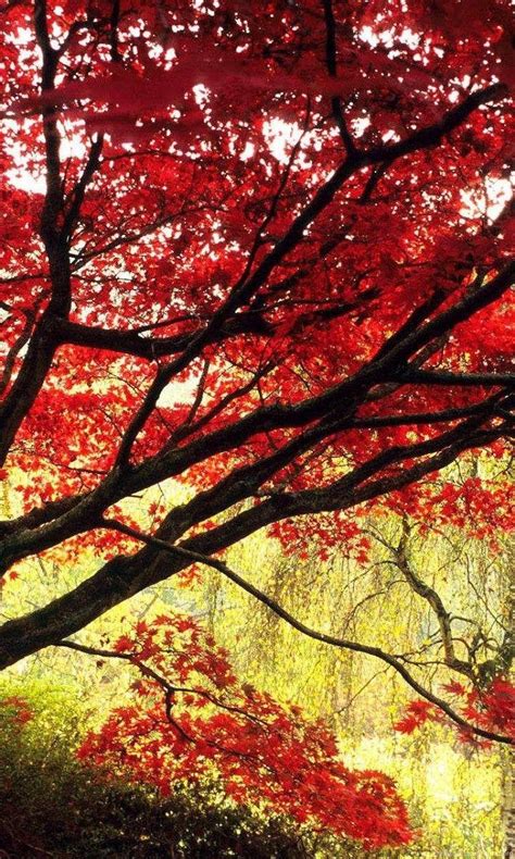Japanese Maple Tree Wallpapers Top Free Japanese Maple Tree