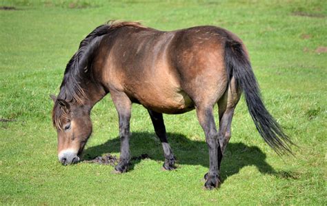 Exmoor Pony Hobby Farms