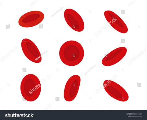 Red Blood Cells Erythrocytes Life Discs Stock Vector Royalty Free