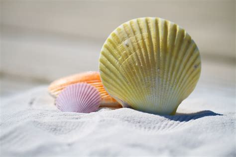 Free Images Beach Sand Petal Food Seafood Material Invertebrate Seashell Close Up