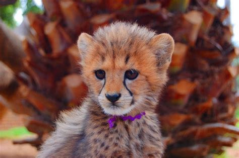 Very Cute Baby Cheetahs Cubs Blue Image