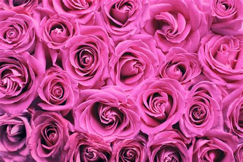 Roses Background Pink Free Stock Photo Public Domain Pictures