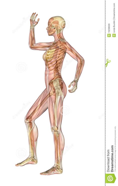 Anatomy of peritoneum and mesentery. Muscles And Skeleton - Female With Limbs Bent Royalty Free Stock Images - Image: 19238509
