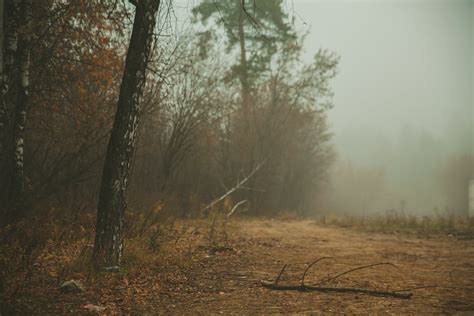 Autumn Forest On Foggy Day · Free Stock Photo