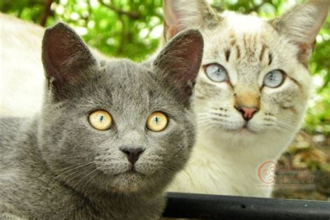 The decision to spay or neuter your cat will be one of the biggest decisions you make regarding your cat's health and welfare as well as the welfare of other cats. 6 Tips for Taking Great Pictures of Your Cat - Catster