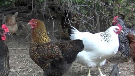 Types of chickens from our homestead handbook: Happy Backyard Chickens - YouTube