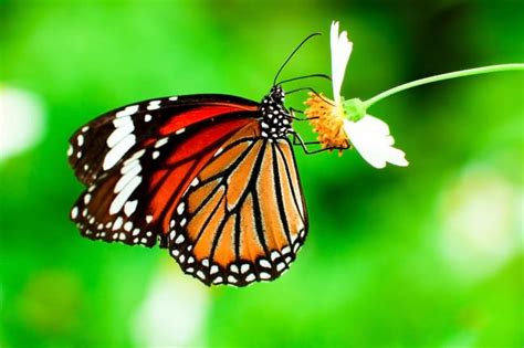 ‘habitat Enhanced Vineyards Are Good For Butterflies Gephardt Daily