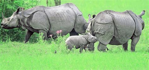 Kanha national park, madhya pradesh. Top 5 Wildlife Sanctuaries in India | The Royale