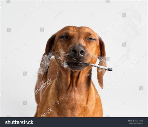 Dog Smoke 23827 รายการ ภาพ ภาพสต็อกและเวกเตอร์ Shutterstock