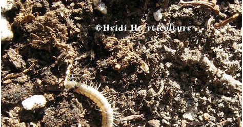 When just touching them, they curl into a tight spring like circle. Heidi Horticulture: Worms in house plant soil...