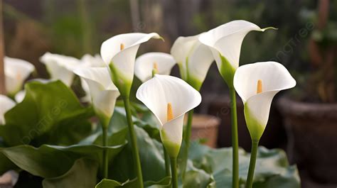 Plant The White Calla Lily Background Calla Lilies Pictures Background