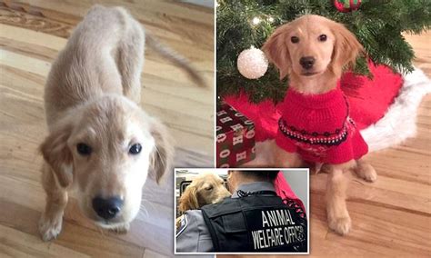 A golden retriever is friendly, calm, compliant and compatible with people and other dogs. Oregon Golden Retriever puppy rescued after left abandoned | Daily Mail Online