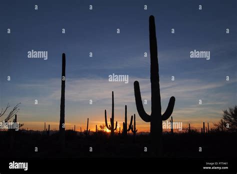 Saguaro Cactus Carnegiea Gigantea Silhouetted Against The Sunset In