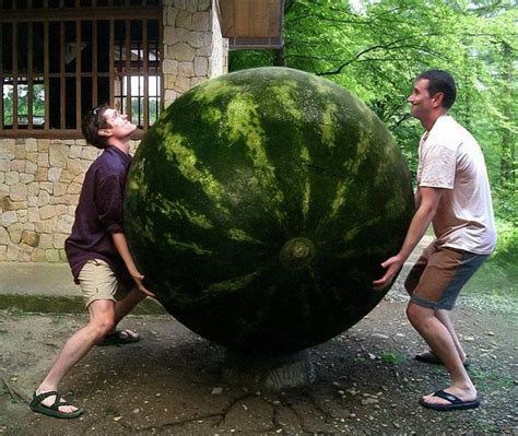 The largest fruit in the world. 178 best images about Vegetables and Fruits, Giant on ...