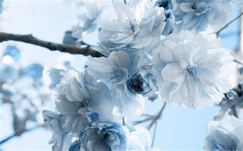 Blue Flowers Blossoms Blossom Close Up Flowers Nature Blue Hd