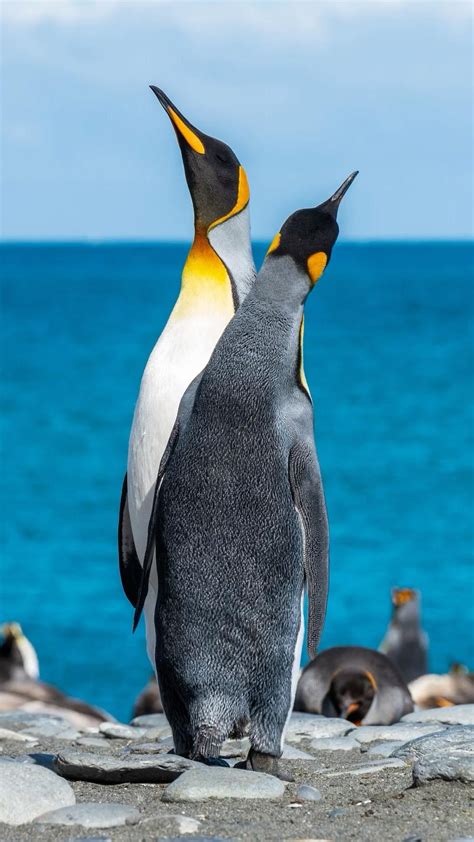 26 Penguin Facts That Will Make You Waddle With Joy 2022 Artofit
