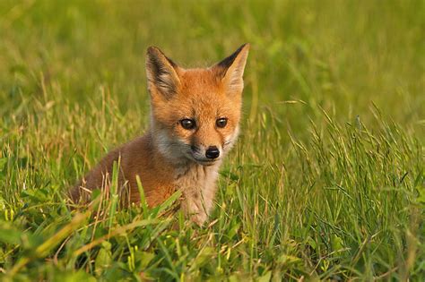 Red Fox Pup Sean Crane Photography