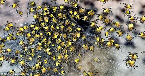 Clusters Of Baby Yellow Spiders Spotted Up And Down The Country Daily