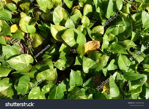 Green Money Plant Epipremnum Pinnatum Stock Photo 1668006448 Shutterstock