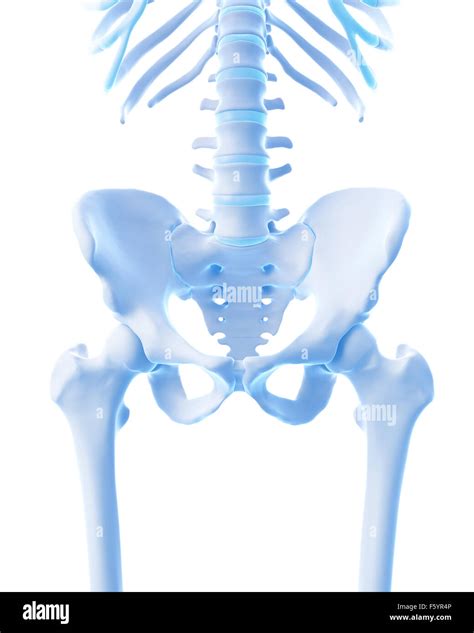 Medically Accurate Illustration Of The Skeletal Hip Stock Photo Alamy