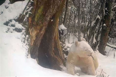 Rare Albino Panda Spotted In Chinas Wolong National Nature Reserve
