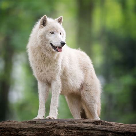 Baby Arctic Wolves Facts First Degree Log Book Picture Galleries