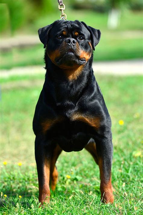 Snapfish.com has been visited by 10k+ users in the past month Japanac Von Haus Drazic : Puppies : King Rottweilers