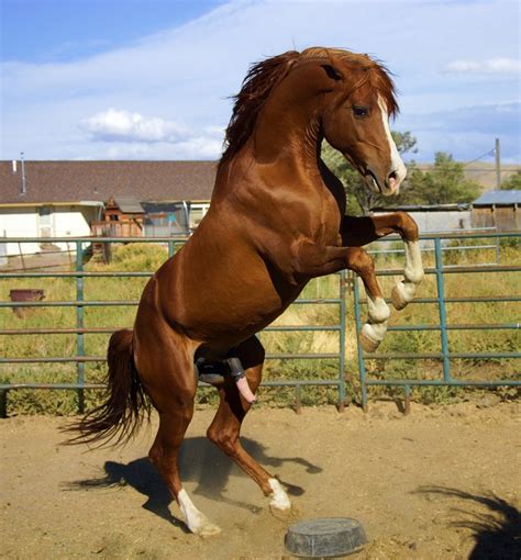 Wild Stallion Horse Free Photo On Pixabay