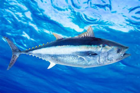 Bluefin Tuna Thunnus Thynnus Saltwater Fish Underwater Blue Sea