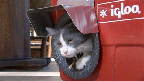 Coolers Turned Into Cat Shelters All Good Youtube