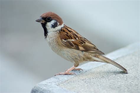 Tree Sparrow (Passer montanus) | Tree sparrow, Sparrow bird, Sparrow