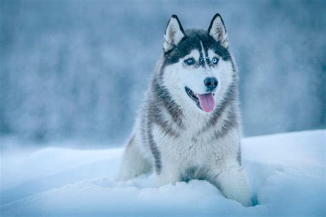 Siberian Husky Dog Breed Information Classification Picture By