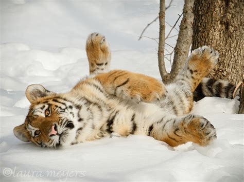Siberian Tiger Cub Rolling Over In Snow Laura Meyers Nature Photography