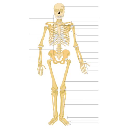 Human anatomy diagrams show internal organs, cells, systems, conditions, symptoms and sickness information and/or tips for healthy living. Labeled Human Skeleton | Science Trends