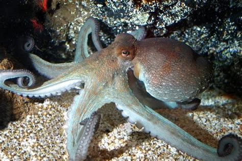 Noticias de pulpo en directo al paladar. Pulpo(Octopus mimus) - Infopes