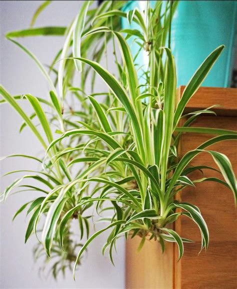 House Plant Spider Plant Indoor Plants Easy Care Plant Etsy Easy