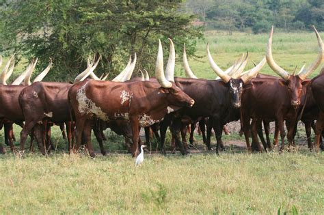 Ankole Long Horned Cattle Uganda Cows With Long Horns Ankole Cows