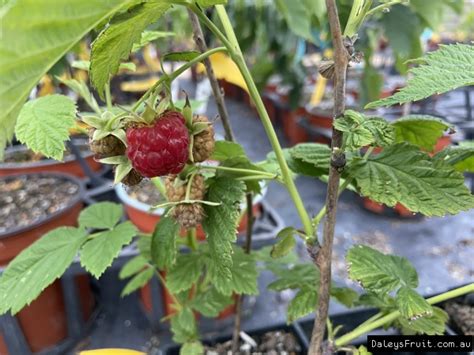 Buy Raspberry Smoothy Thornless Plants Rubus Idaeus