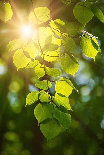 Premium Photo Sunny Green Leaves
