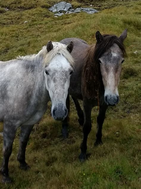 Don't Get Bit — The Eriskay Pony is a breed of pony from Scotland....