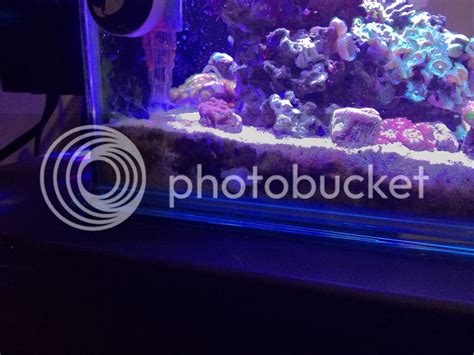 The Official Ask Albert Thiel Thread Page General Discussion Nano Reef Com Forums