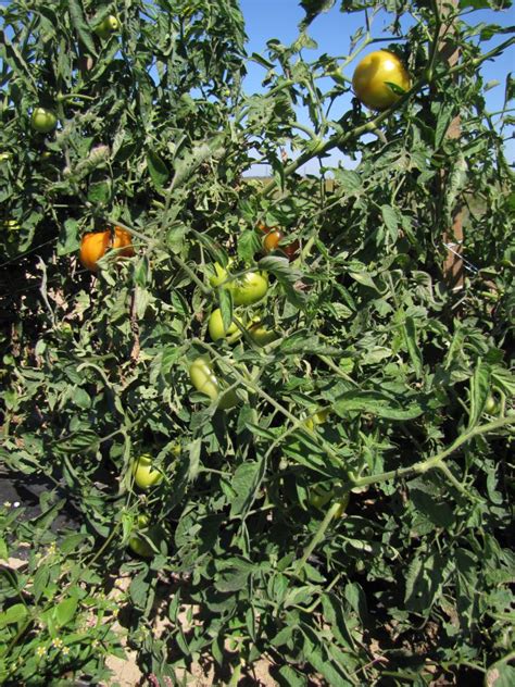 Late Blight Management In Tomato With Resistant Varieties Eorganic