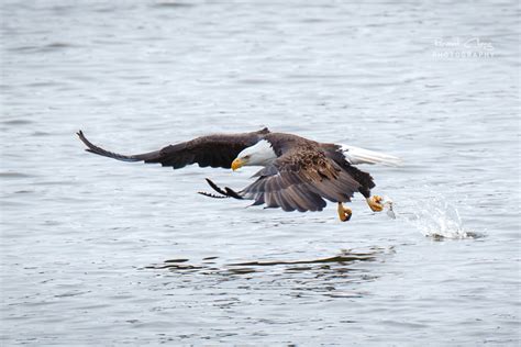 Animated Eagle Fishing By Rhcheng On Deviantart