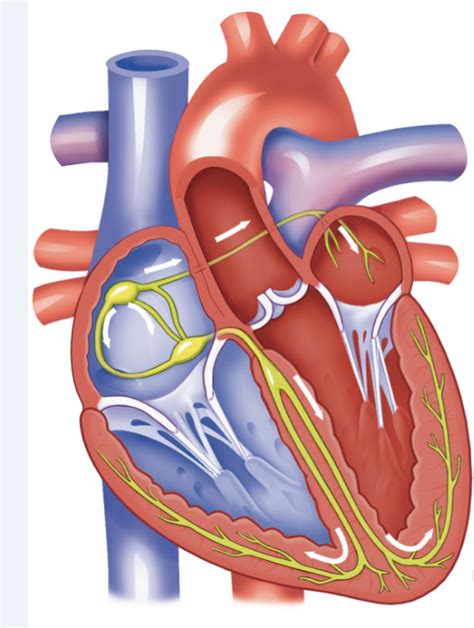 Labeling Heart Valves And Chambers Diagram Quizlet